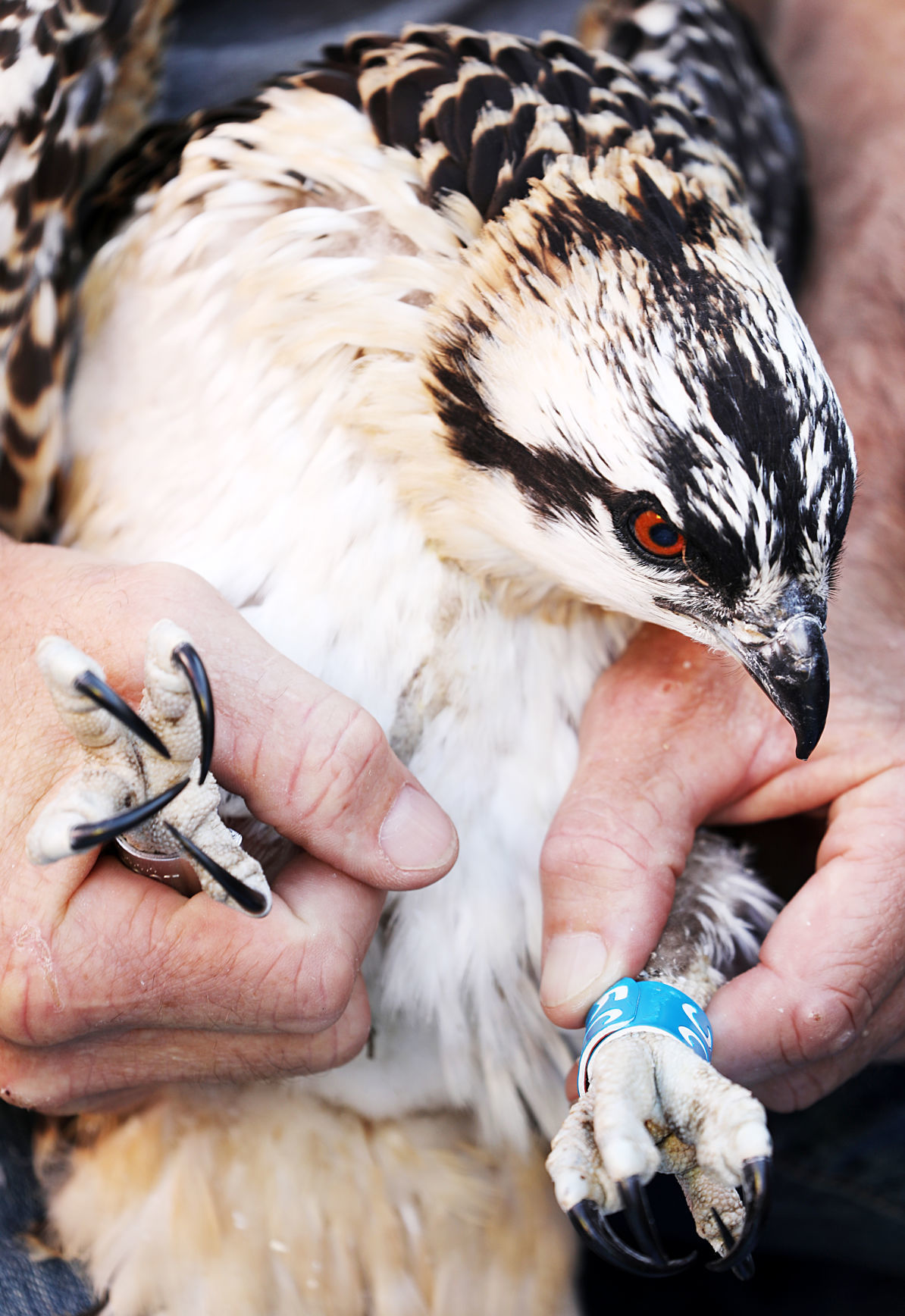 Keep an eye out for the blue-banded osprey